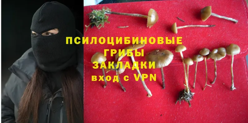 Псилоцибиновые грибы GOLDEN TEACHER  KRAKEN зеркало  Шадринск 